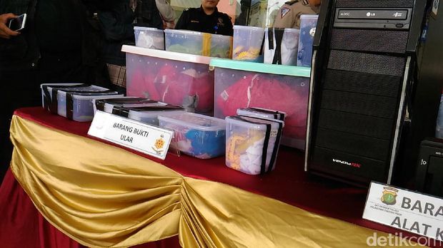 Barang bukti ratusan ekor ular yang diselundupkan dari Papua