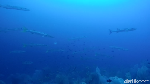 Mudik ke Sabang, Yuk Diving di Batee Tokong