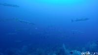 Foto: Salah satu ikan schooling yang ditemukan detikTravel adalah barakuda. Saat kamu bertemu dengan barakuda, coba usahan tetap tenang dan tidak bergerak dengan spontan (Bonauli/detikTravel)