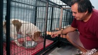Untuk menitipkan anjing disini, Anda harus membayar dengan harga Rp 60-120 ribu.