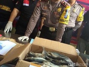 Gudang Produksi Ikan Berformalin di Lamongan Dibongkar