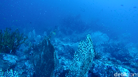 Foto: Bergerak melambai seperti menari, kamu akan terbius dengan taman sea fan yang begitu luas di dinding karang. Makin ke bawah, akan makin besar sea fannya (Bonauli/detikTravel)
