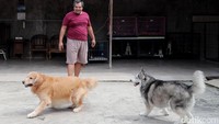 Ditempat ini, setiap anjing yang dititipkan diajak bermain sebanyak 2 kali dalam 1 hari.