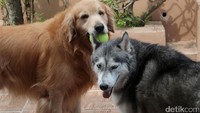 Terlihat dua ekor anjing tengah bermain bersama di tempat penitipan hewan di Rumah Woof Woof, Depok, Rabu (21/6/2017).