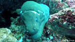 Mudik ke Sabang, Yuk Diving di Batee Tokong