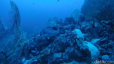 Mudik ke Sabang, Yuk Diving di Batee Tokong