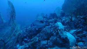 Mudik ke Sabang, Yuk Diving di Batee Tokong