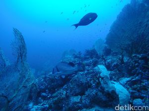 Mudik ke Sabang, Yuk Diving di Batee Tokong