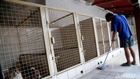 Rumah woof woof yang berlokasi di jl. prof Lafran Pane, Gg H Martan No 63 A ini memiliki pelanggan dari berbagai kota di Jabodetabek.
