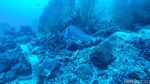 Mudik ke Sabang, Yuk Diving di Batee Tokong