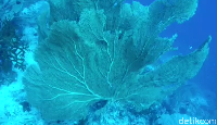 Sea fan yang berada di Batee Tokong (Bonauli/detikTravel)