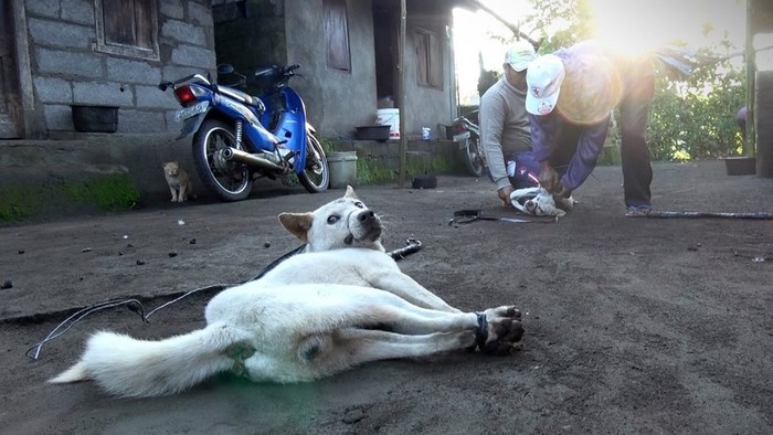 Turis Asing di Bali Terkecoh Santap Daging Anjing yang Diracun