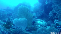 Semakin ke bawah, akan terdapat hamparan sea fan super besar (Bonauli/detikTravel)