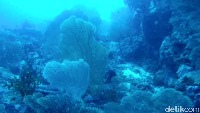 Foto: Makin ke bawah, kamu akan makin dimanja dengan hamparan sea fan super besar (Bonauli/detikTravel)