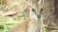 Foto: Kanguru Papua ukurannya sangat kecil. Dari tampilan fisik, mereka mirip dengan kanguru yang ada di Australia sana. Punya kantung juga! (Okta/detikTravel)