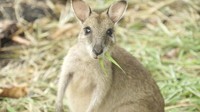 Foto: Kanguru Papua merupakan hewan herbivora. Mereka memakan rumput (Okta/detikTravel)