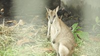 Foto: Di kandangnya akan terlihat jelas 3 kanguru Papua. Mereka pun loncat-loncat, makin menggemaskan (Okta/detikTravel)