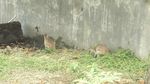 Ini Kanguru Papua, Gemas Nggak?