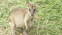 Di Taman Nasional Wasur, traveler dapat menjumpai Kanguru Papua atau kanguru pohon. Fauna ini hanya ada di Papua dan Australia saja (Okta/detikcom)