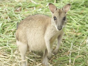 Tidak Hanya Australia, Indonesia Juga Punya Kanguru di Papua
