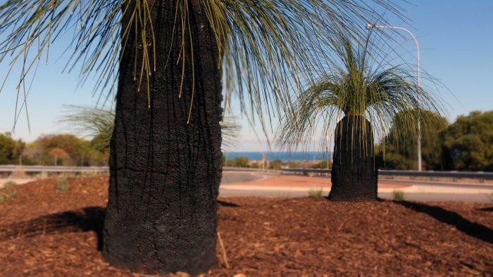 Pohon Dipasang Microchip Supaya Tidak Dicuri