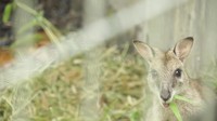 Foto: Kanguru Papua pun juga dikonsumsi untuk makan bagi masyarakat Merauke. Menurut aturan adat itu diperbolehkan, hanya saja dilarang berburu dengan menggunakan senjata api dan tidak berburu lebih dari satu ekor dalam sekali perburuan (Okta/detikTravel)