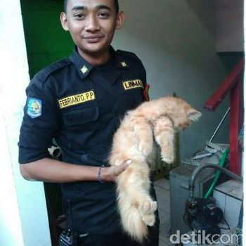 Petugas selamatkan kucing terjepit