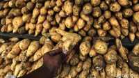 Salah satu oleh-oleh yang dijual adalah ubi Cilembu.