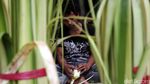Lebaran Bawa Berkah Pedagang Kulit Ketupat