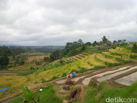 Kawasan terasiring Jatiluwih yang didatangi Obama