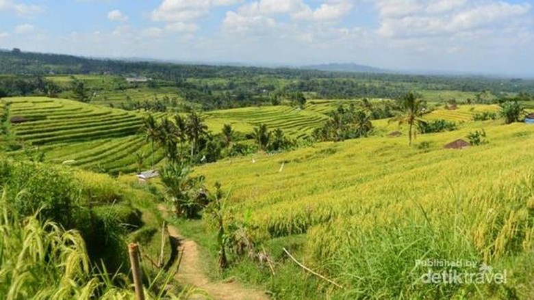 Foto: Jatiluwih, destinasi di Bali yang sudah mendunia (Lenny Permata Kusuma/dTraveler) Foto: Jatiluwih, destinasi di Bali yang sudah mendunia (Lenny Permata Kusuma/dTraveler)