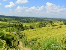 Tak Hanya Tanah Lot, Jatiluwih Juga Sepi Wisatawan
