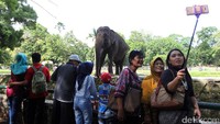 Warga melakukan swafoto dengan latar belakang gajah.