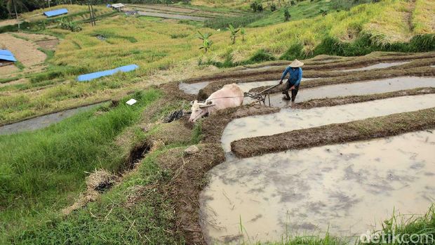 Petani yang tengah membajak sawah (Randy/detikTravel)