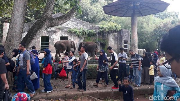 Pengunjung di Kebun Binatang Ragunan, Senin (26/6/2017)