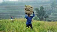 Tak heran banyaknya wisatawan dalam maupun luar negeri menjadikan Desa Jatiluwih ini destinasi wisata yang harus didatangi. (Randy/detikTravel)