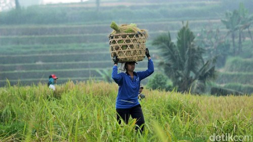 Subak di Desa Jatiluwih
