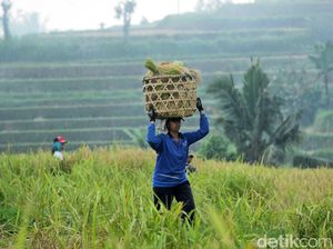 Putus Rantai Pasok Produk Pertanian, Bali Bikin Kelembagaan Satupintu