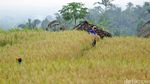 Foto: Subak di Jatiluwih yang Didatangi Obama
