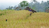 Secara filosofis, Tri Hita Karana menjadi perlambang akan hubungan manusia dengan Tuhan, antar manusia serta lingkungan. Ketiga makna itu pun selalu diterapkan pada Subak (Randy/detikTravel)