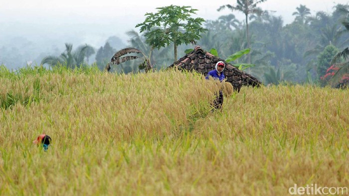 Pantau Data Panen Hingga Hama, Kementan Siapkan Satelit