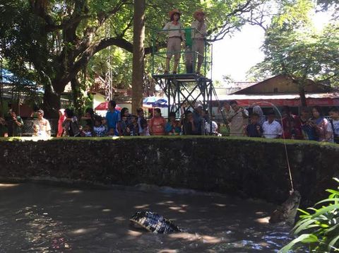 Serunya Menonton Pemberian Makan Buaya di KBS