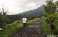 Kalau Saja Obama Sempat Cicipi Nasi Merah yang Pulen Wangi dari Desa Jatiluwih