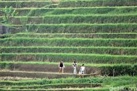 Turis yang tengah berjalan di teras Jatiluwih (Randy/detikTravel)