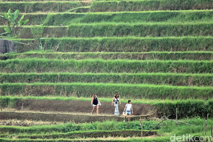Subak di Desa Jatiluwih