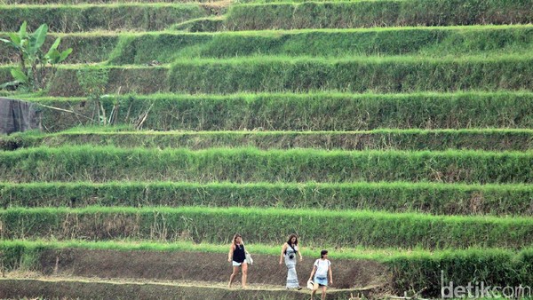 Terletak di Desa Jatiluwuh, Kabupaten Tabanan Bali. Dengan luas lebih dari 400 hektar, kawasan sistem irigasi ini menawarkan pemandangan sawah serba hijau. (Randy/detikTravel)