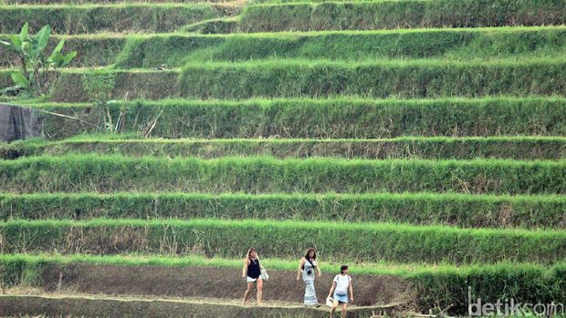 Subak di Desa Jatiluwih