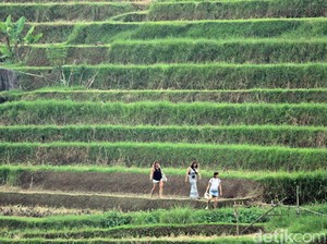 Harga Tiket Masuk Objek Wisata Jatiluwih