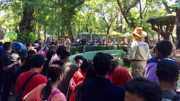 Serunya Menonton Pemberian Makan Buaya di KBS