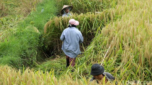 Petani yang tengah memanen padi (Randy/detikTravel)